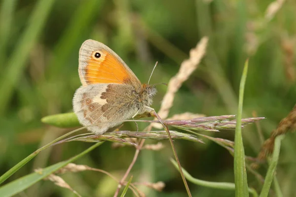 Μια Εκπληκτική Μικρή Πεταλούδα Heath Coenonympha Pamphilus Σκαρφαλώνοντας Σπόρους Χόρτου — Φωτογραφία Αρχείου