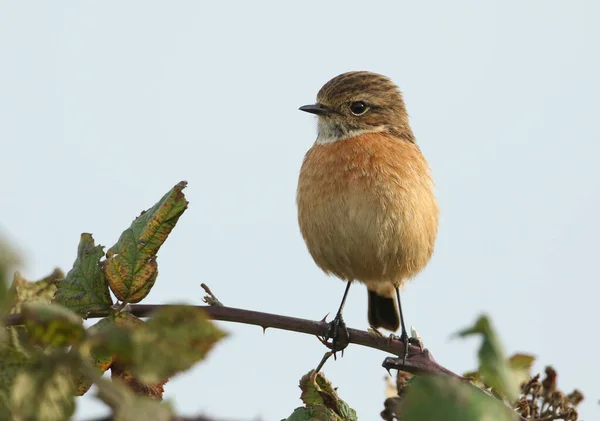 Piękna Samica Stonechat Saxicola Rubicola Siedząca Bramble Bush Polowanie Owady — Zdjęcie stockowe