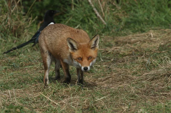 Magnifique Renard Roux Vulpes Vulpes Recherche Nourriture Bord Arbuste — Photo