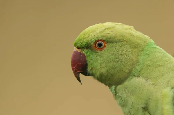 Tiro Cabeça Periquito Pescoço Anelar Rosa Papagaio Naturalizado Mais Abundante — Fotografia de Stock