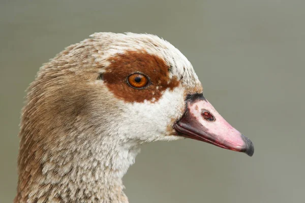 Een Hoofd Shot Van Een Prachtige Egyptische Gans Alopochen Aegyptiaca — Stockfoto