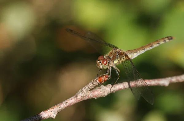 Охотничий Коммон Darter Dragonfly Sympetrum Striolatum Сел Дерево Краю Лесного — стоковое фото