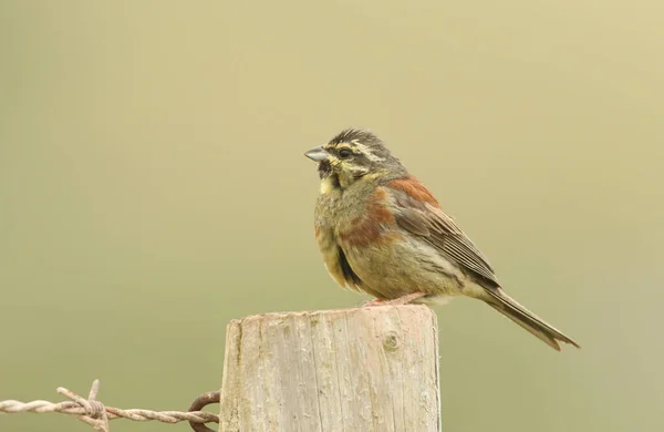 Portret Rzadkiego Koła Bunting Emberiza Cirlus Siedzący Drewnianym Słupie Ogrodzenia — Zdjęcie stockowe