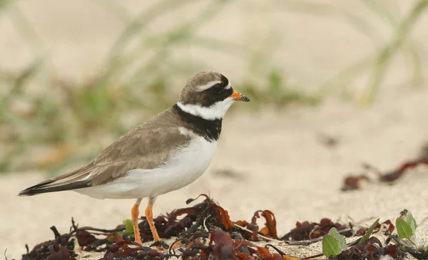 Lindo Amante Anelado Charadrius Hiaticula Caçando Comida Uma Praia Orkney — Fotografia de Stock