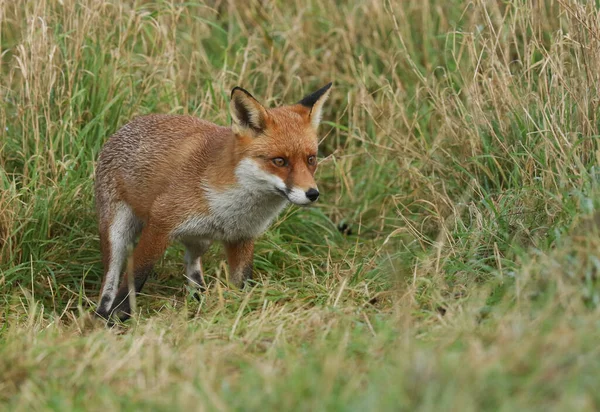 Uma Magnífica Raposa Vermelha Selvagem Vulpes Vulpes Caçando Comida Para — Fotografia de Stock