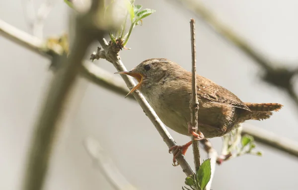 Bonito Wren Troglodytes Troglodytes Empoleirado Galho Uma Árvore Cantando — Fotografia de Stock