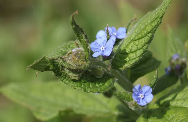 Uma Planta Muito Florescente Alkanet Verde Pentaglottis Sempervirens Crescendo Natureza — Fotografia de Stock