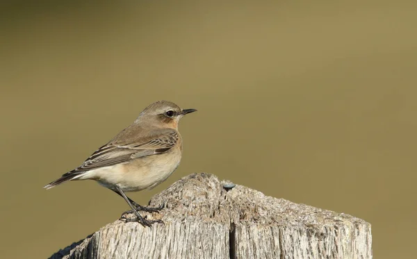 Oszałamiający Wheatear Oenanthe Enanthe Usiadł Słupie — Zdjęcie stockowe