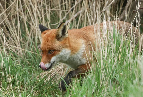 Uma Raposa Vermelha Selvagem Vulpes Vulpes Lambendo Seus Lábios Enquanto — Fotografia de Stock