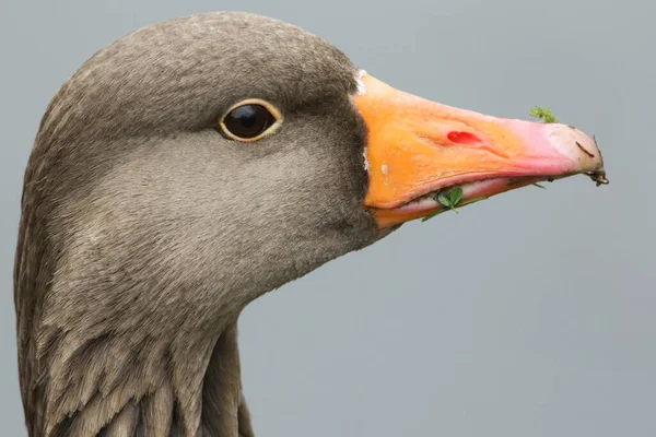 Güzel Bir Greylag Goose Vesikalığı Anser Anser — Stok fotoğraf