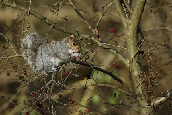 Söt Grå Ekorre Sciurus Carolinensis Sitter Ett Hagtorn Träd Äter — Stockfoto