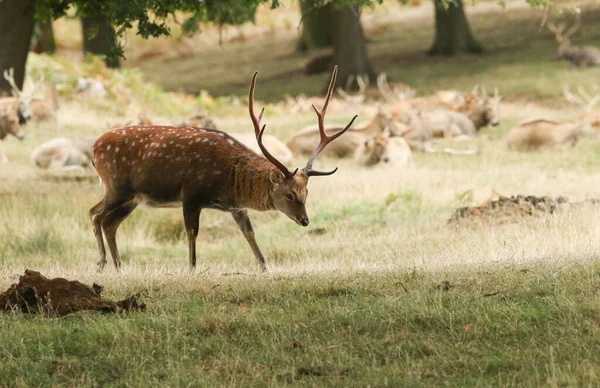 Veado Magnífico Manchúria Sika Cervus Nippon Mantchuricus Atravessando Campo Borda — Fotografia de Stock