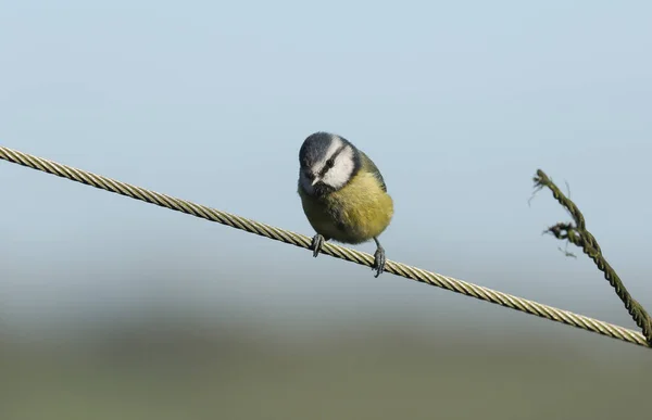 Eine Hübsche Blaumeise Cyanistes Caeruleus Die Auf Einer Drahtschnur Hockt — Stockfoto