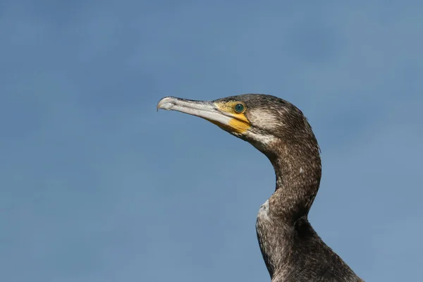 Head Shot Magnificent Cormorant Phalacrocorax Carbo Sitting Bank River — Stock Photo, Image