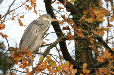 Gri balıkçıl, Ardea Cinerea, Sonbaharda bir meşe ağacına tünemiş..