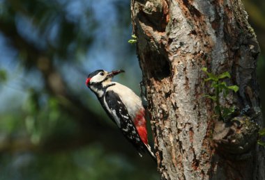 Büyüleyici bir erkek Büyük Benekli Ağaçkakan, Dendrocopos Major, yuva deliğinin kenarına tünemiş, böceklerle dolu bir gagası olan bir söğüt ağacında, yavrularını beslemek üzere..