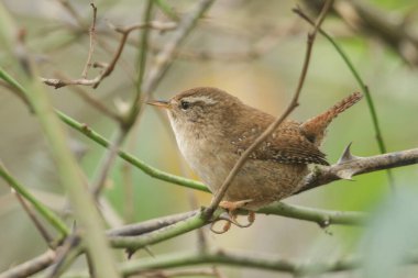 Güzel bir Wren, Trogloditler dikenli çalılara tüneyen trogloditler.
