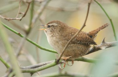 Şarkı söyleyen bir Wren, Trogloditler dikenli çalılara tüneyen trogloditler.