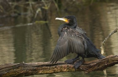 Güzel bir karabatak (Phalacrocorax carbo) gölün ortasında bir kütüğün üzerinde duruyor ve balık avlamak için suyun altında kanat çırpıyor..