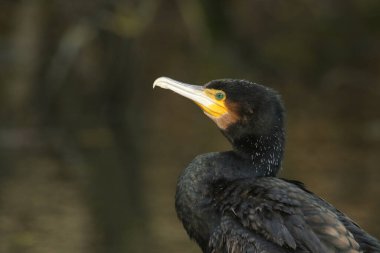 Muhteşem bir avlanma karabatağı, Phalacrocorax karbonhidratı..