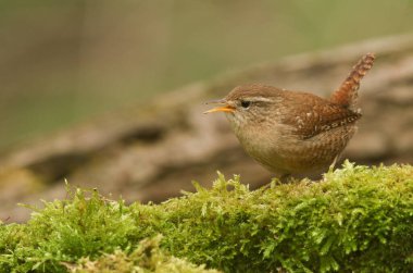 Güzel bir Wren (Troglodit trogloditleri) yosunlu bir kütükle tünemiş ve besleniyor..