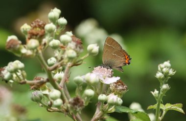 Baya nadir bulunan beyaz bir Hairstreak Kelebeği (satyrium w-albümü) çalıların arasında bir böğürtlen çiçeğinin üzerinde..