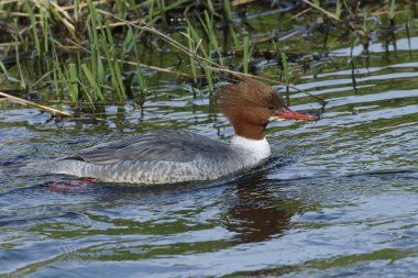 Dişi bir Goosander, Mergus merganser, nehirde yüzüyor. Suyun altına dalıyor ve balık yakalıyor..