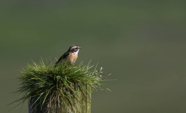 Büyüleyici bir erkek Whinchat, Saksonya Rubetra, otlarla kaplı bir direğe tünemişti..