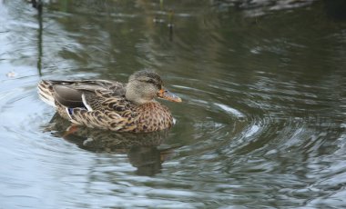 Gölde yüzen büyüleyici dişi bir Mallard Duck (Anas platyrhynchos).