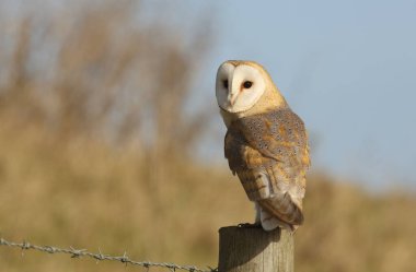 Avlanan vahşi bir Baykuş (Tyto alba) bir direğe tünemiş avını arıyor..