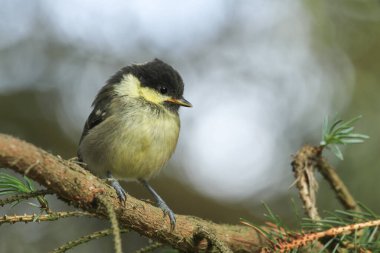 A cute Coal Tit (Periparus ater) chick perched in a pine tree waiting for its parents to come and feed it.