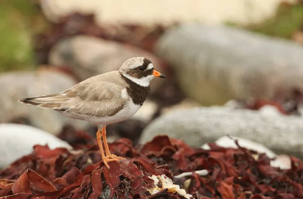 Pluvier Annelé Charadrius Hiaticula Recherche Nourriture Long Littoral — Photo