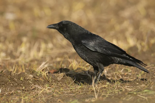 Wielki Kruk Carrion Corvus Corone Żywiący Się Polu Rolniczym Wielkiej — Zdjęcie stockowe