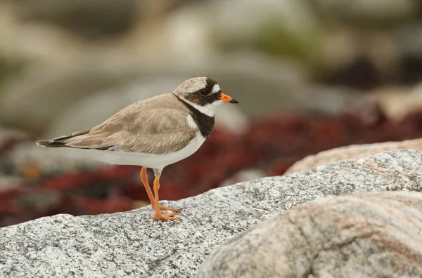 Pluvier Annelé Charadrius Hiaticula Recherche Nourriture Long Littoral — Photo