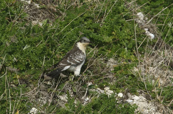 Muy Raro Gran Cuco Manchado Clamator Glandarius Cazando Acantilado Isla — Foto de Stock