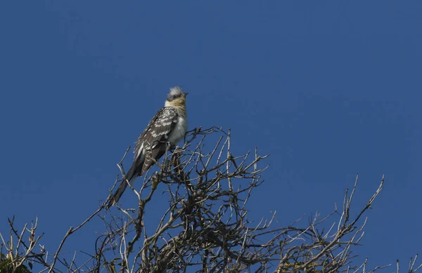 Magnifique Extrêmement Rare Grand Coucou Maculé Clamator Glandarius Perché Sur — Photo