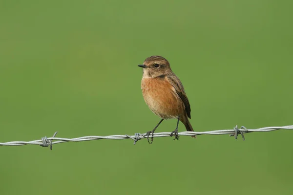 Samice Stonechat Saxicola Rubicola Sedí Ostnatém Drátěném Plotě — Stock fotografie