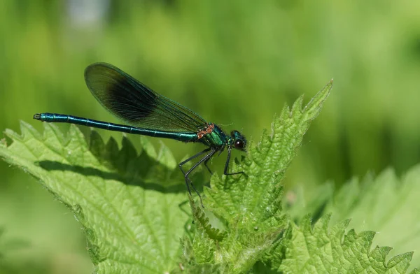 Una Libélula Demoiselle Banda Masculina Recién Emergida Calopteryx Splendens Encaramada —  Fotos de Stock