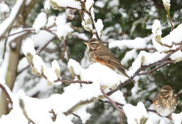 Téli Jelenet Redwing Turdus Iliacus Ült Egy Ágon Egy Magnólia — Stock Fotó