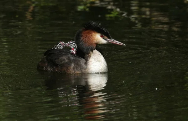 Ein Schöner Erwachsener Haubentaucher Podiceps Cristatus Mit Seinen Babys Auf — Stockfoto