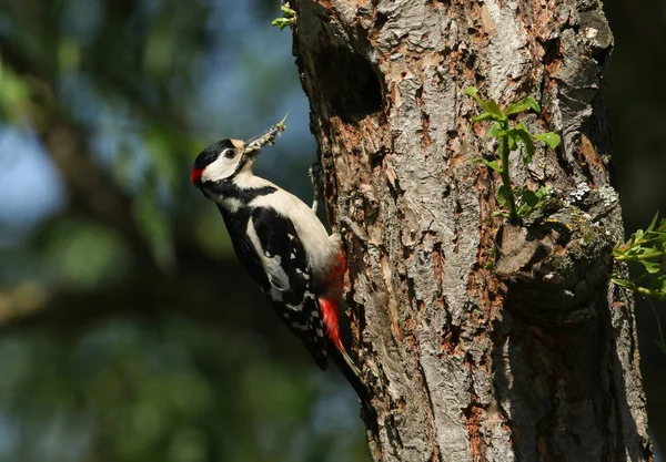 一只壮丽的雄性大啄木鸟栖息在柳树筑巢洞口的边缘 喙上长满了昆虫 正准备喂饱它的宝宝 — 图库照片