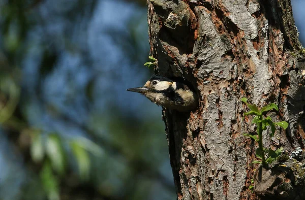 Una Hermosa Hembra Gran Pájaro Carpintero Manchado Dendrocopos Major Emergiendo — Foto de Stock