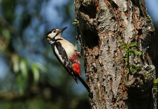一只漂亮的雌性大啄木鸟 主要的树龙 栖息在柳树筑巢洞口的边缘 — 图库照片