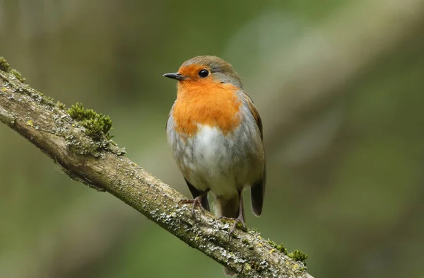 Pretty Robin Redbreast Erithacus Rubecula Perching Branch Tree Woodland — Stock Photo, Image