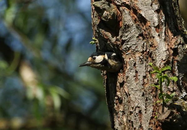 一只漂亮的雌性大啄木鸟 Dendrocopos少校 从柳树的巢穴中出现 — 图库照片