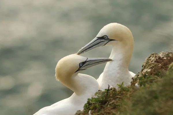 Dos Magníficos Cortesanos Morus Bassanus Parados Borde Acantilado Reino Unido —  Fotos de Stock