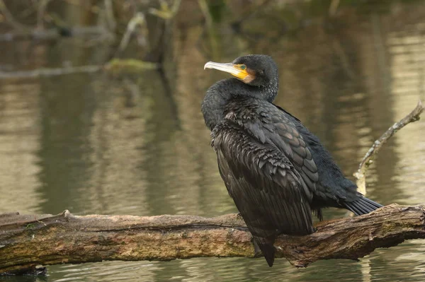 Ένα Υπέροχο Κυνήγι Cormorant Phalacrocorax Carbo Σκαρφαλωμένο Ένα Κλαδί Ενός — Φωτογραφία Αρχείου