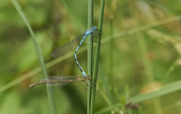 Mating Pair Common Blue Damselfly Enallagma Cyathigerum Perched Reed — Stock Photo, Image