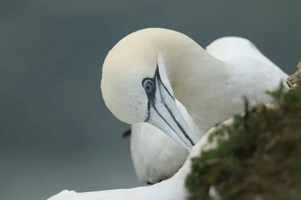 Tender Moment Two Courting Gannet Morus Bassanus One Preening Head — Stock Photo, Image