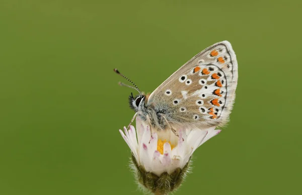 Una Bonita Mariposa Augus Marrón Aricia Agestis Posada Sobre Una — Foto de Stock